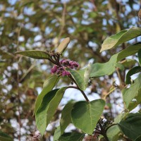 Callicarpa tomentosa (L.) L.